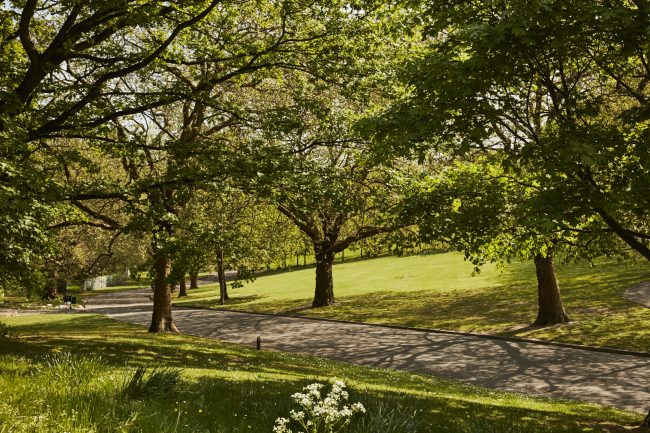 Ally Pally Trees in Sun