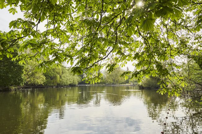 Ally Pally Ducks on Lake