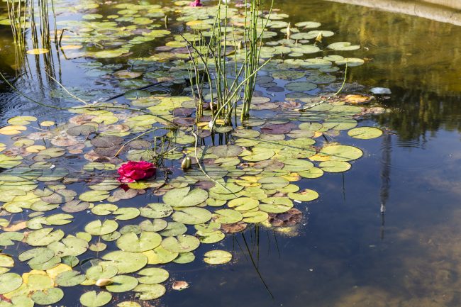 Alexandra Palace - Pond