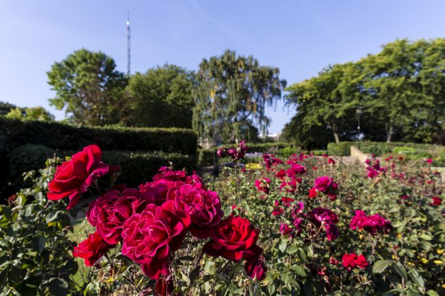 Alexandra Palace - Flowers